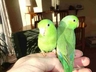 Andy Strattons baby h/r MalePacific Celestial Parrotlets
