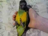 "Timmy" h/r baby Senegal Parrot