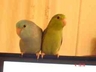 "Jazz" h/r baby Green Pacific Celestial Parrotlet with Blue mate