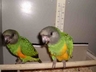 "Sweet Pea & Grakulous two baby h/r Senegal Parrots