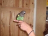 "Toby" Our male Meyers Parrot