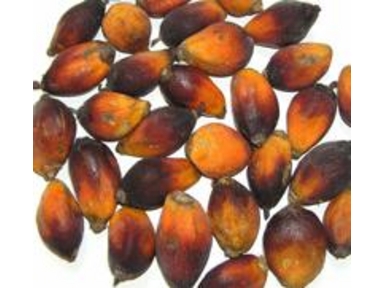 Parrot African Palm Nuts 250 gms