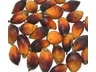 Parrot African Palm Nuts 250 gms