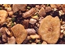 WILDHEARTS (BANANA TWEET)  250 gms