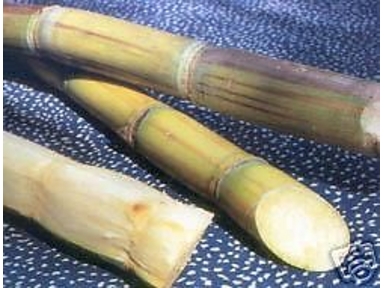 PARROT SUGAR CANE 300gms