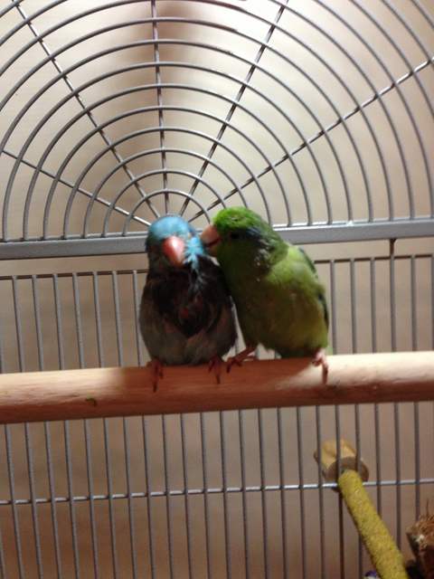 Cuddles