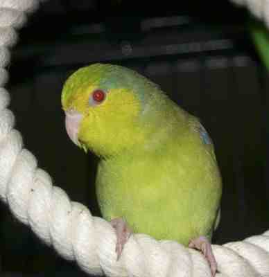 "Jake" h/r Green Fallow split Cinnamon Pacific Celestial Parrotlet male owned by Kevin Poole