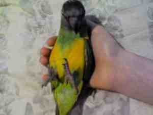 "Timmy" h/r baby Senegal Parrot