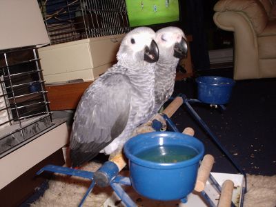 Baby Congo Greys