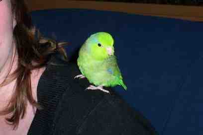 &quot;Pablo&quot; baby h/r Green Pacific Celestial Parrotlet male