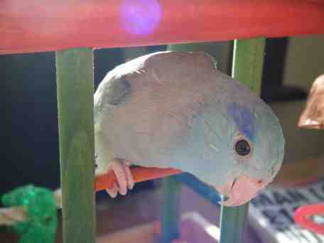 Gizmo male h/r Pacific Blue Celestial Parrotlet