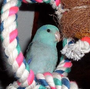 Blue Celestial 'Ino' male Celestial Parrotlet