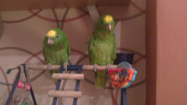 2 Baby Yellow Crowned Amazons