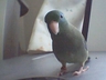 Spectacled Parrotlet