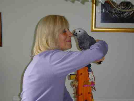 Alfie the grey ..Owners Ann &amp; Merlin
