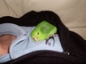 Baby green Clestial Parrotlet Girl