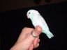 new baby blue pastel celestial male