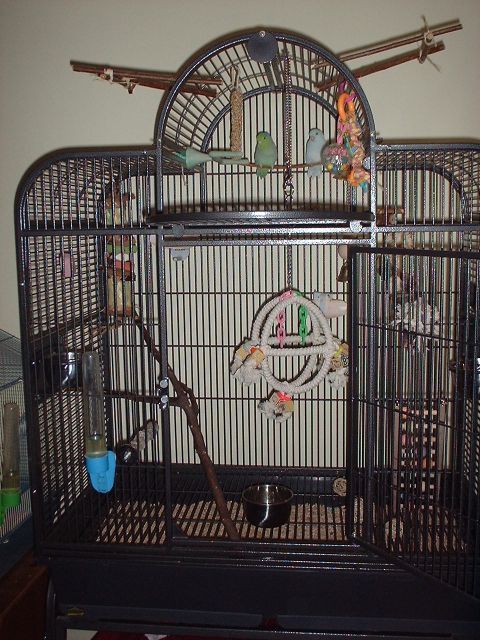 Merlin &amp; Sapphics beautiful cage