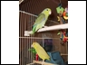 Celestial Parrotlets