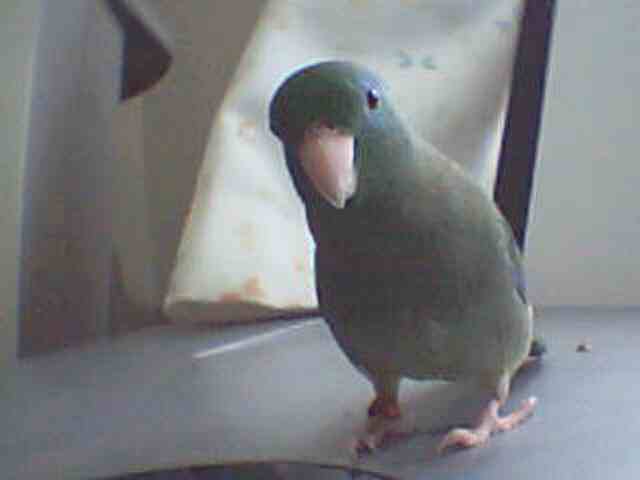 Dexter 1 yr old Spectacled Parrotlet