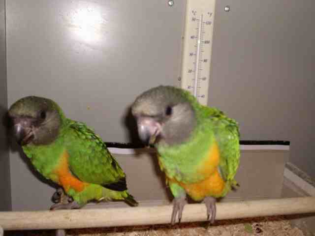 "Sweet Pea &amp; Grakulous two baby h/r Senegal Parrots