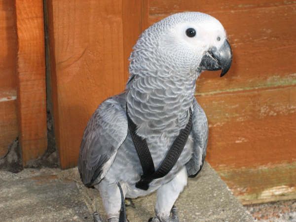 'Mindy'