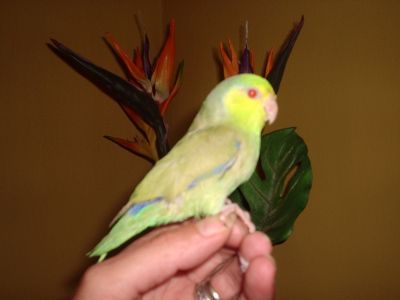 Male hand reared yellow fallow cinnamon Celestial 1