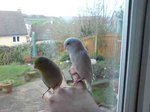 (Emma from leeds) Pacific Celestial Parrotlet