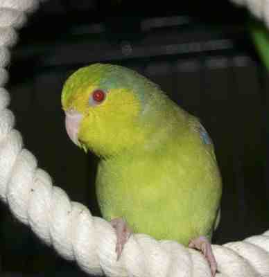 &quot;Jake&quot; h/r Green Fallow split Cinnamon Pacific Celestial Parrotlet male owned by Kevin Poole