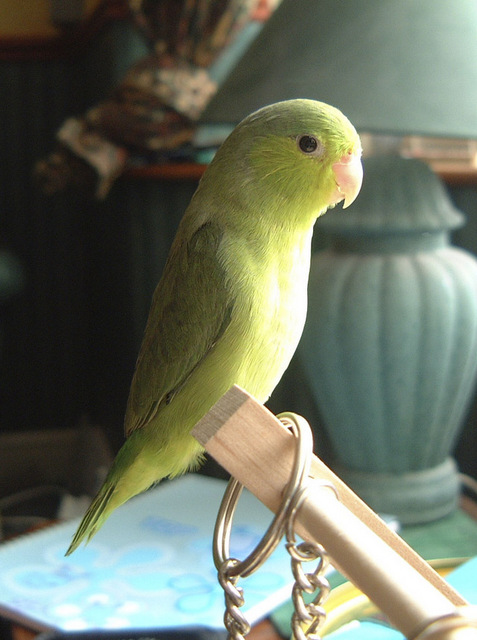 Baby Green Celestial Parrotlet Girl