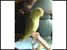 Baby Green Celestial Parrotlet Girl