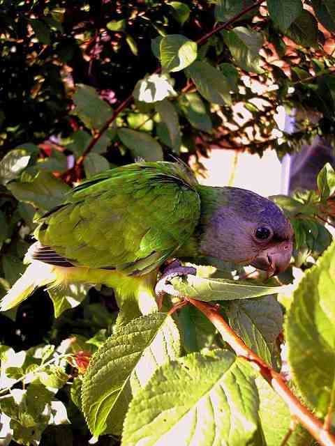 Baby h/r Senegal Parrot "Mouse"