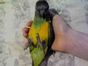 &quot;Timmy&quot; h/r baby Senegal Parrot