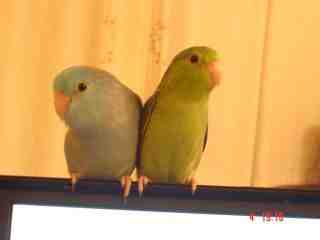 &quot;Jazz&quot; h/r baby Green Pacific Celestial Parrotlet with Blue mate