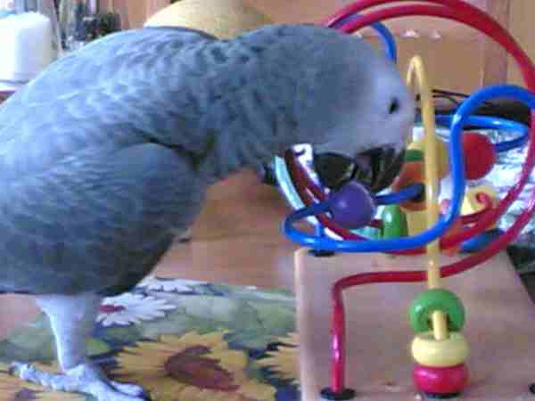 Debbies Merlin h/r African Grey Parrot