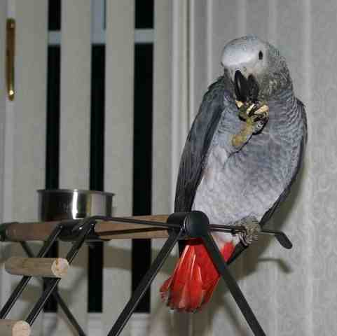 &quot;Jake&quot; baby h/r Congo African Grey up in Chester
