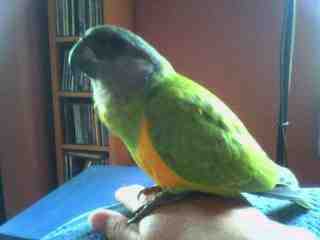 Genghis who lives in London and sister of Jessie and timmy