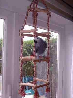 Mrs Hagens baby Congo African Grey Parrot "Hope"