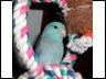 Blue Celestial 'Ino' male Celestial Parrotlet