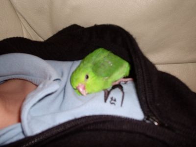 Baby green Clestial Parrotlet Girl