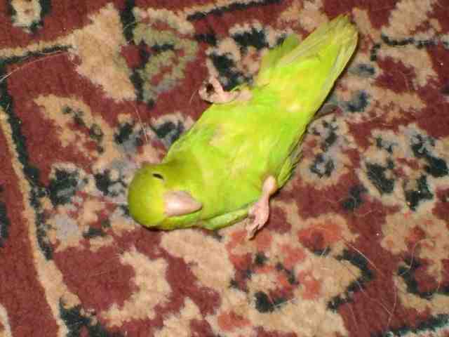 'Millie' Mr &amp; Mrs Hopes female Green Rump parrotlet playing dead