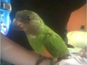 Timmy (Male Orange Bellied Senegal) Telford 05