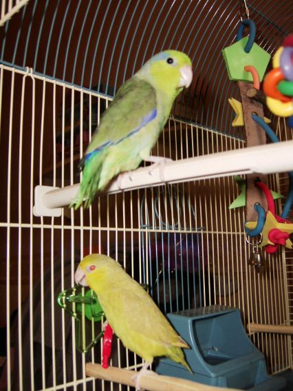 Celestial Parrotlets