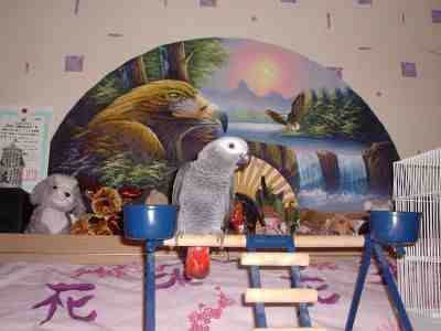 Mr &amp; Mrs Coles "Dino" h/r Congo African Grey Parrot sat on a play stand in our bedroom