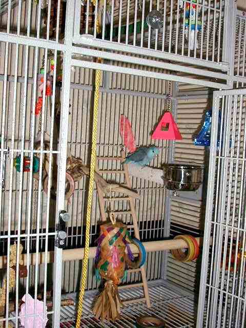 Pippin a h/r baby Blue Pacific Celestial Parrotlet owned by Wendy