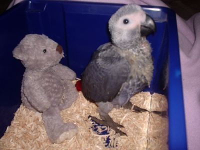 Baby Congo Grey