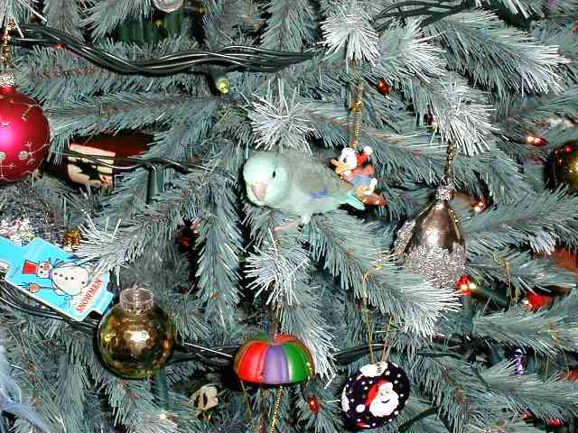 This is Pippin,Wendy's Delightful h/r Male Blue Pacific Celestial Parrotlet playing in her Christmas tree.