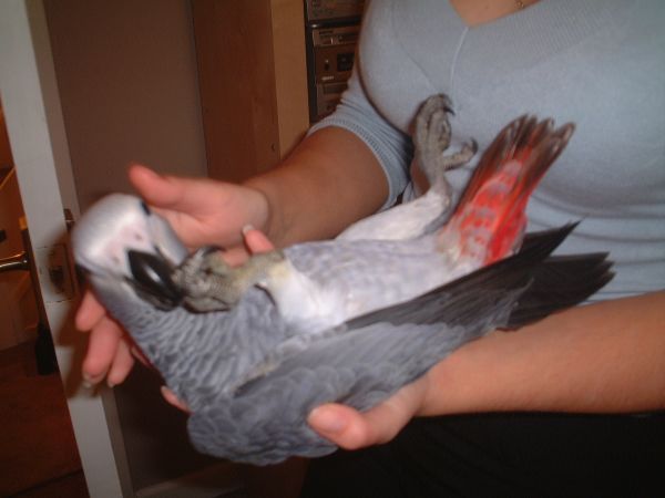 Baby Congo grey