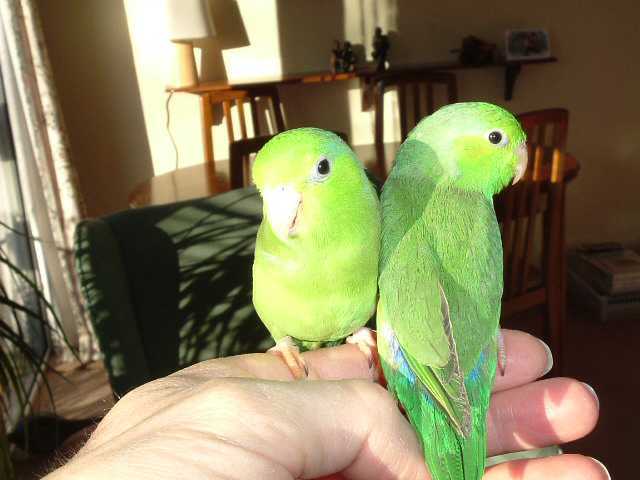 2 Celestial Parrotlet boys
