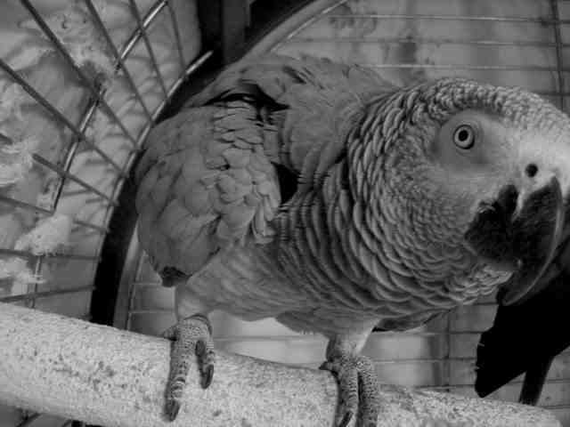 &quot;Dipsy&quot; one of our Female congo African Greys